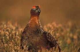 Red Grouse